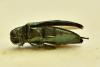 Coraebus fasciatus